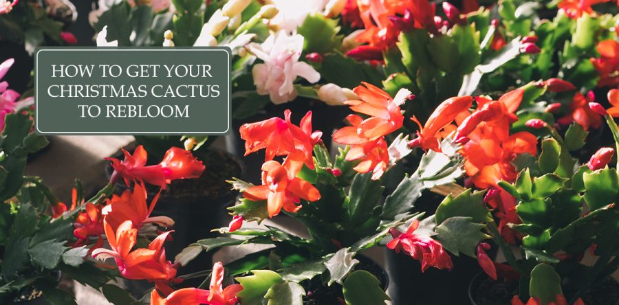 How to Get Your Christmas Cactus to Rebloom