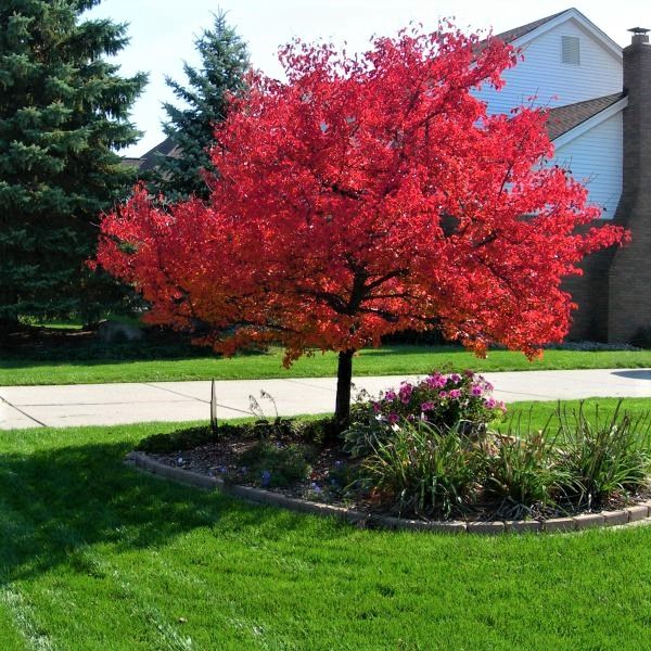 Summer Red Maple