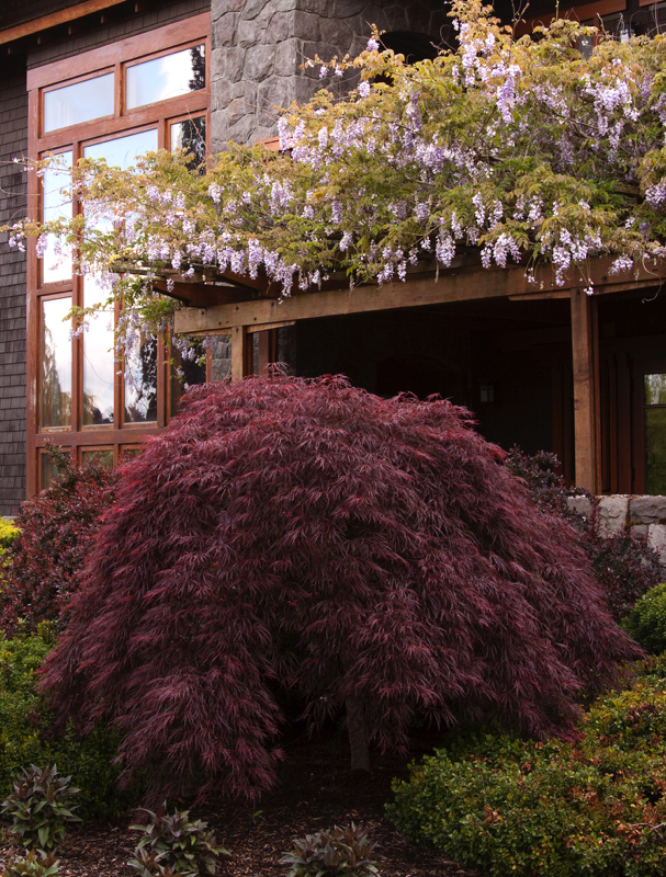 Weeping Red Japanese Maple