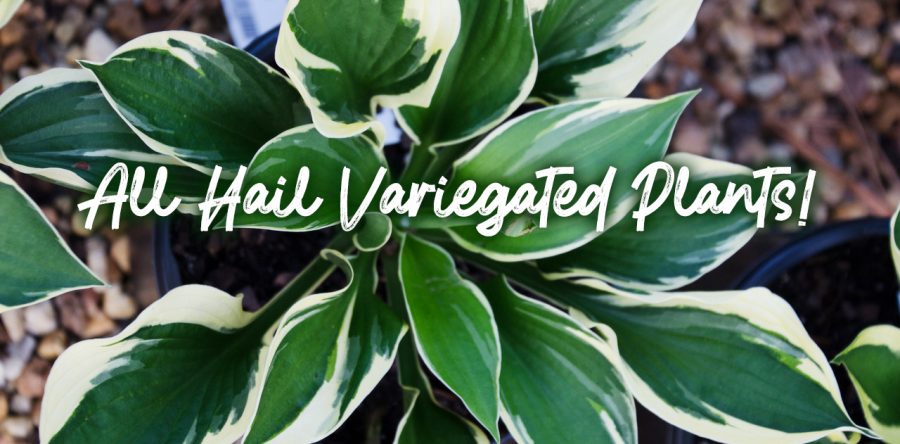 Hail to Variegated Plants!