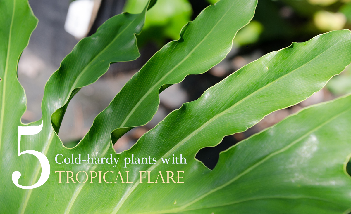5 Cold Hardy Plants With Tropical Flair, Tropical Landscape Plants Florida