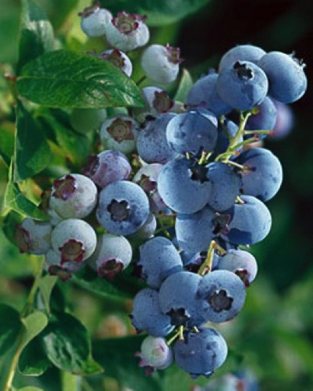 Rabbiteye Blueberries