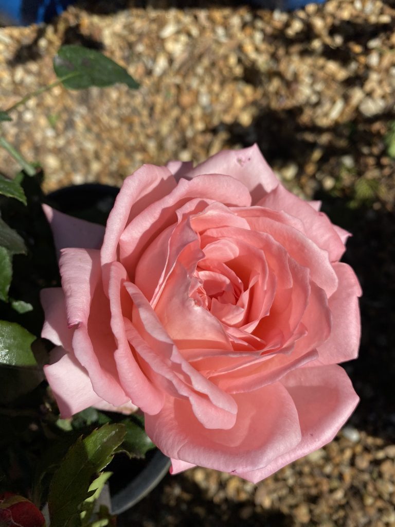 New Zealand Rose