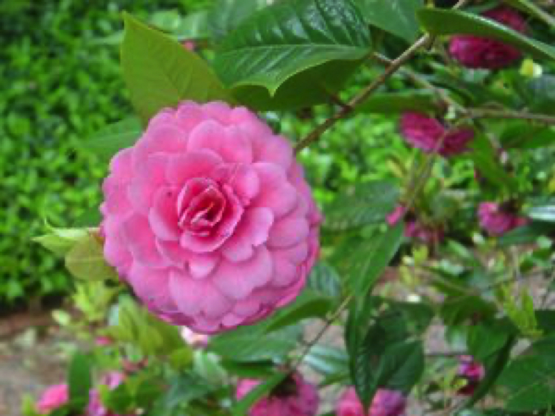 Camellia edithae