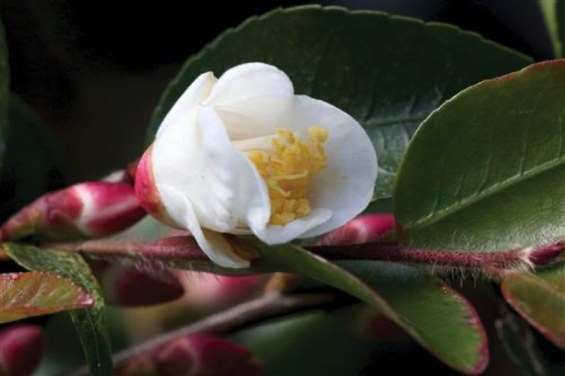 Camellia transarisanensis