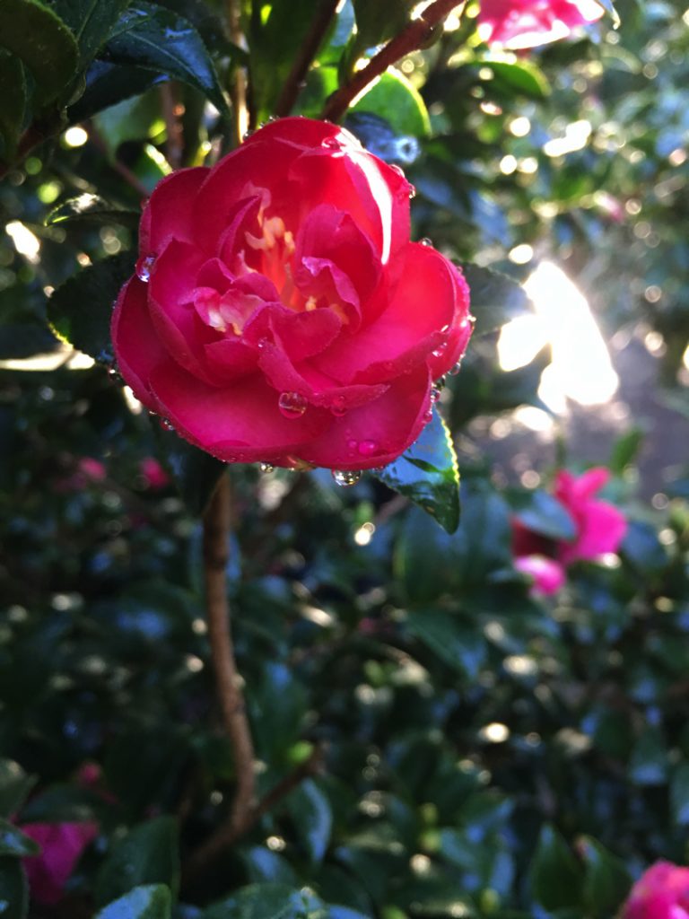 October Magic Rose