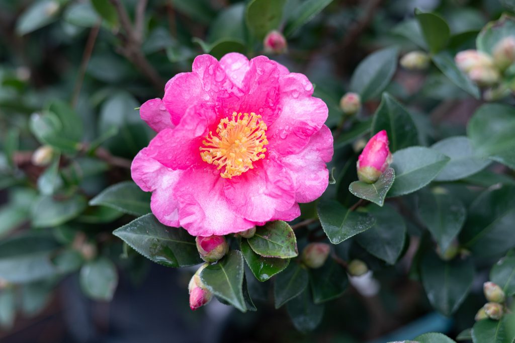 Blooming Camellias