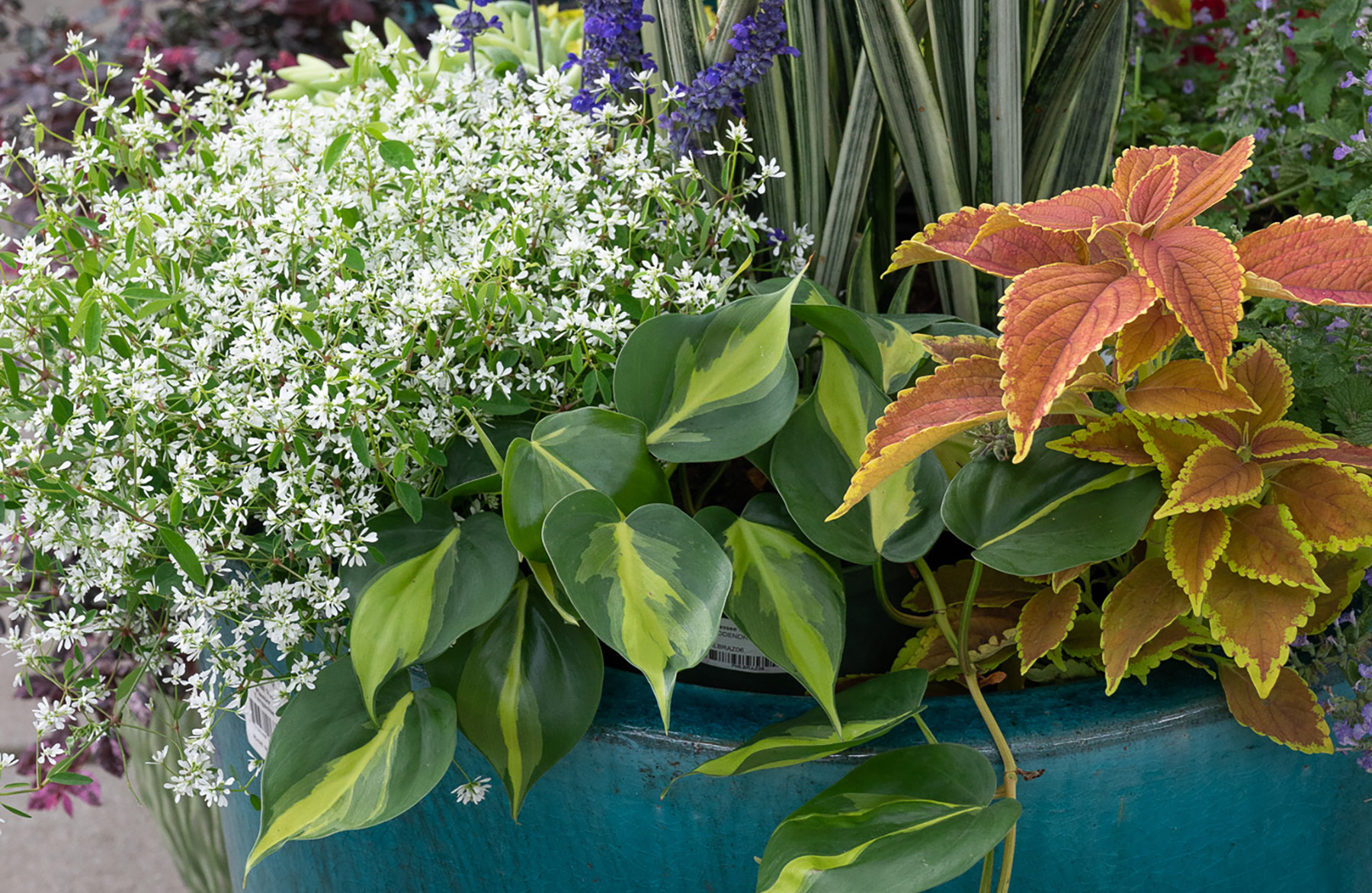 Thriller, Filler and Spiller Plants for Your Container Garden - The Home  Depot